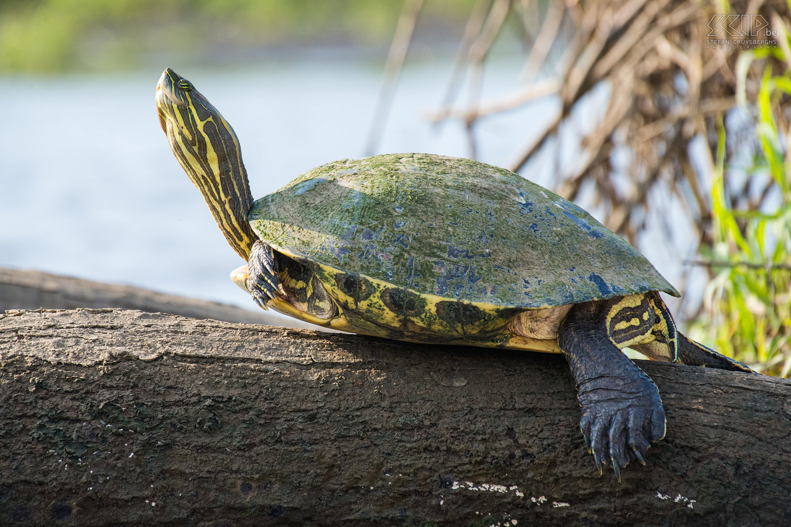 Tarcoles rivier - Westelijke sierschildpad (orange-eared slider) Stefan Cruysberghs